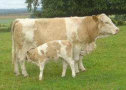 250px-Cow_with_calf_dsc06514.jpg&size=400x1000